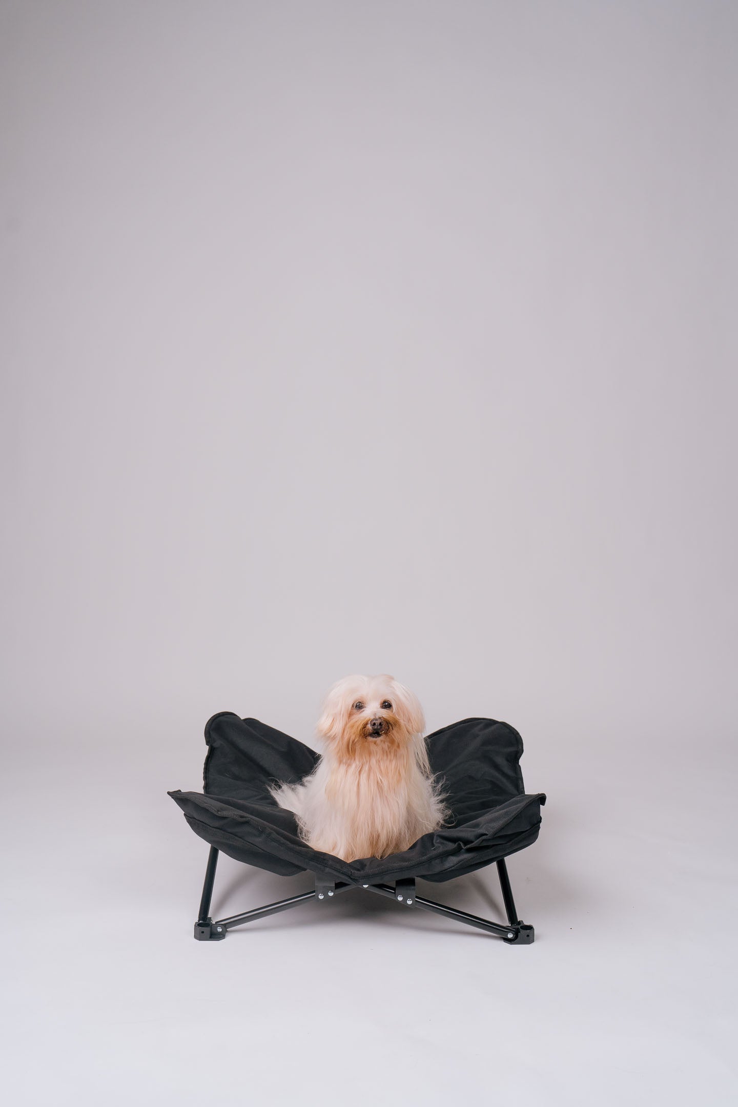 Dog Cot - Black Canvas