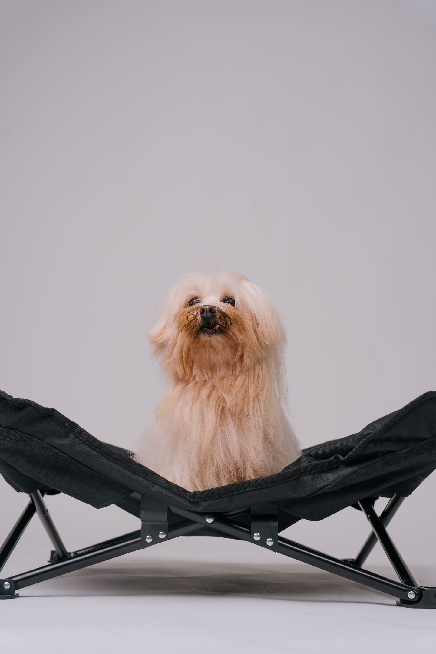 Dog Cot - Black Canvas