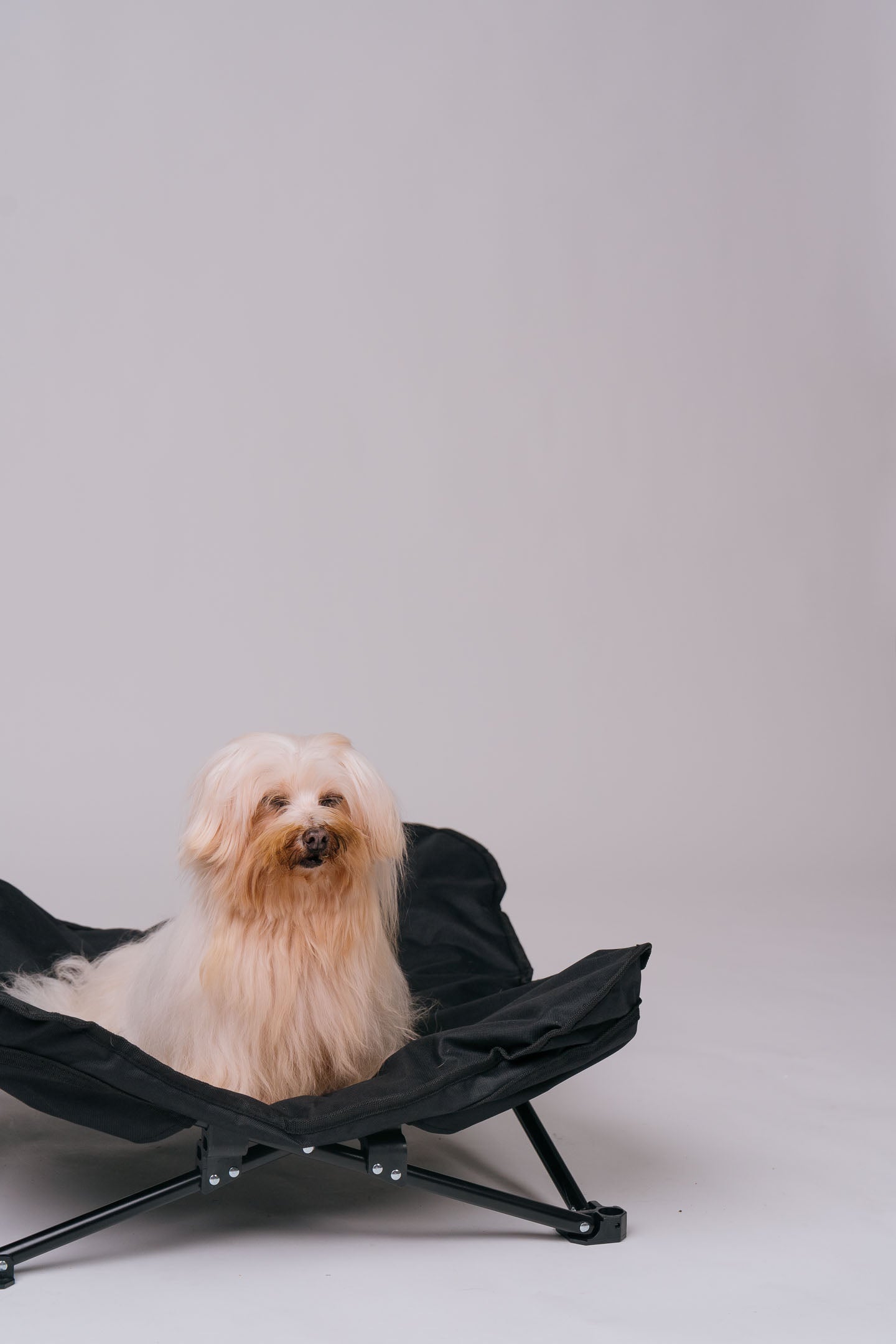 Dog Cot - Black Canvas